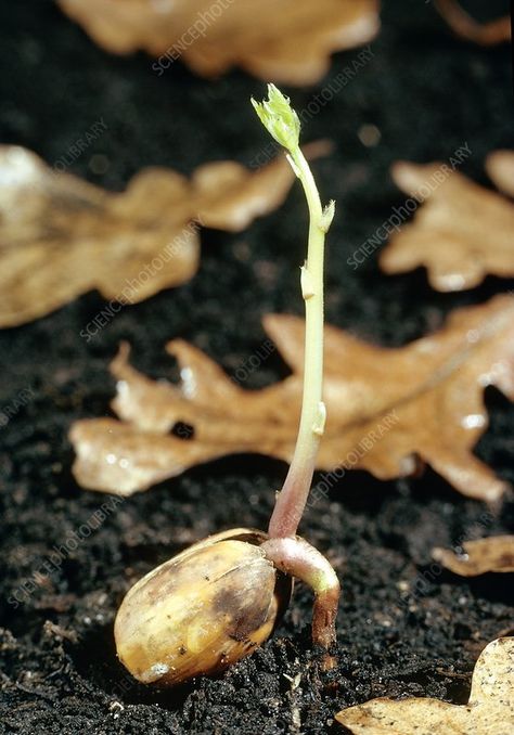 Oak (Quercus robur) acorn germinating - Stock Image - C014/7926 - Science Photo Library Acorn Sprouting, Sprouting Acorn, Science Photos, The Leaf, The Soil, Planting Seeds, Photo Library, Art Project, Sprouts