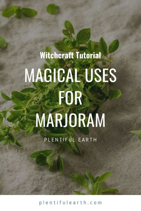 Marjoram Plant, Love Tarot Spread, Medicine Garden, Witch Kitchen, Origanum Majorana, Types Of Love, Magickal Herbs, Healing Relationships, Kitchen Witchery