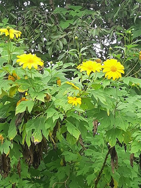 Mexican sunflower in a gorgeous yellow color Mexican Sunflower, Inspiring Photos, Sunflower Yellow, Painting Projects, Yellow Color, Photo Inspiration, Sunflower, Yellow, Plants