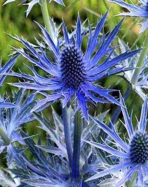 Wedding Flowers Navy Blue, Thistle Plant, Holly Plant, Navy Wedding Flowers, Flower Identification, Sea Holly, British Flowers, Cottage Garden Plants, Wallpaper Flower