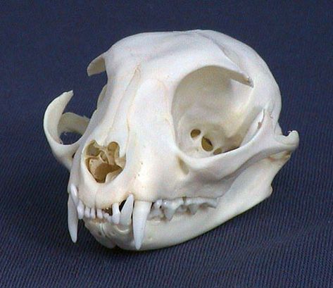 cat skull Skull Anatomy, Skull Reference, Skeleton Anatomy, Cat Skeleton, Cat Anatomy, Animal Skeletons, Animal Skull, Vulture Culture, Cat Reference