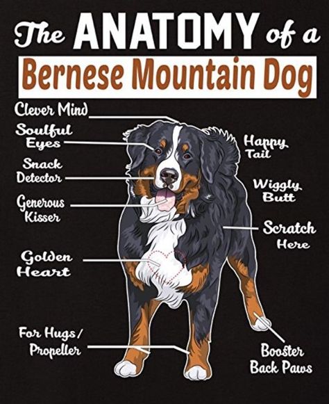 Anatomy of a Bernese | Bernese mountain dog, Mountain dogs, Burmese mountain dogs Burnese Mountain Dog, Burmese Mountain Dogs, Dog Mountain, Bernese Dog, Happy Eyes, Dog Anatomy, Pack Leader, The Big One, Best Dog Breeds