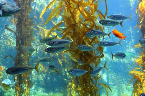 Window to the Sea-Birch Aquarium, La Jolla Art, Fish, Animals, Birch Aquarium, La Jolla, Aquariums, Fish Pet