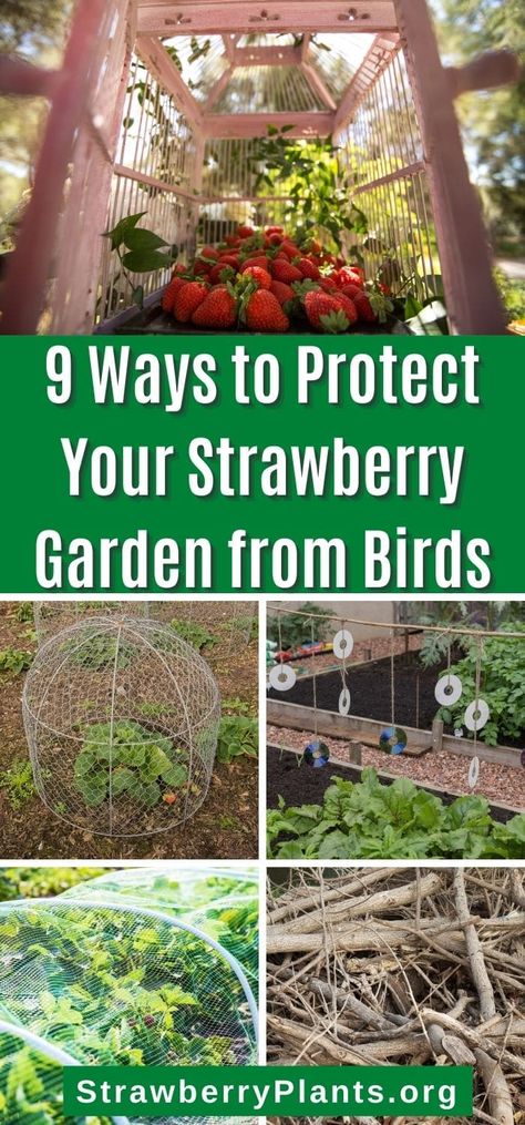 Easy and mostly diy ways to protect your delicious strawberries from birds. Anyone can do these tricks and have more strawberries. Garden Cages Vegetable, Bird Protection Garden, Diy Strawberry Patch, How To Protect Strawberries From Birds, How To Protect Strawberry Plants, Strawberry Protection From Birds, Protect Strawberries From Birds, Protecting Strawberry Plants From Birds, Strawberry Beds Ideas Diy