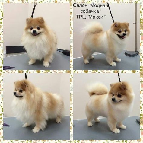 Pomeranian Haircut Hairstyles, Pomeranian Haircuts, Pomeranian Grooming, Pomeranian Haircut, Puppy Husky, Baby Pomeranian, Dog Grooming Styles, Yorkie Mix, Dog Grooming Tips