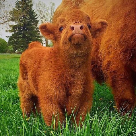 Scottish Highland Calf, Highland Calf, Animals Print, Highland Cow, Things That, Funny Animals, Lush, Cow, Meat