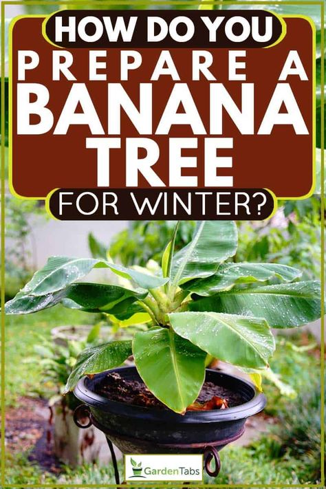 How Do You Prepare a Banana Tree for Winter? - GardenTabs.com Banana Tree Landscape, Banana Tree Care, Banana Plant Indoor, Banana Trees Landscape, Red Banana Plant, Red Banana Tree, Winter Preparation, Pruning Plants, Black Color Hairstyles