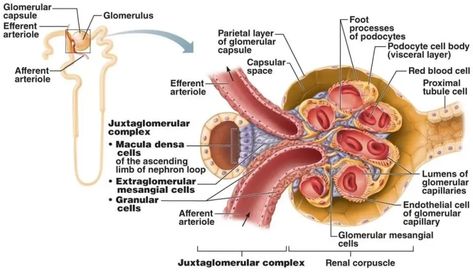 Juxtaglomerular apparatus structure, function and Autoregulation of glomerular filtration rate Juxtaglomerular Apparatus, Urine Formation, Glomerular Filtration, Mean Arterial Pressure, Gap Junction, Protein Metabolism, Acid Base Balance, Force And Motion, Structure And Function