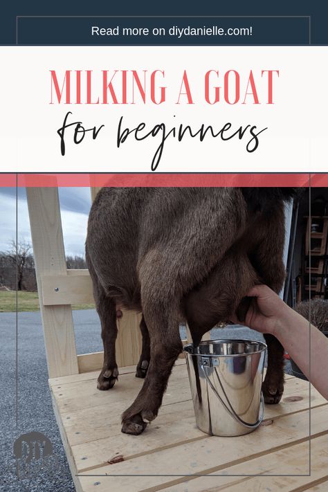 Milk Goats For Beginners, Goat Tips, Goat Milking Parlor, Milking Goats, Goat Milking Stand, Goat Life, Farming Tips, Keeping Goats, Goat Shelter