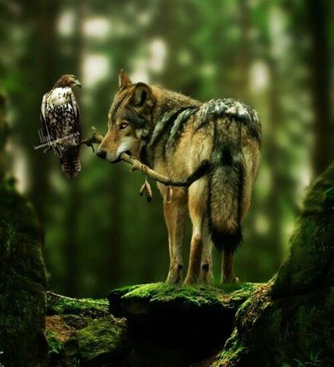 Wolf /  Falcon Wolf Love, Wolf Spirit, Beautiful Wolves, Wild Dogs, A Wolf, 귀여운 동물, Animals Friends, In The Woods, Spirit Animal