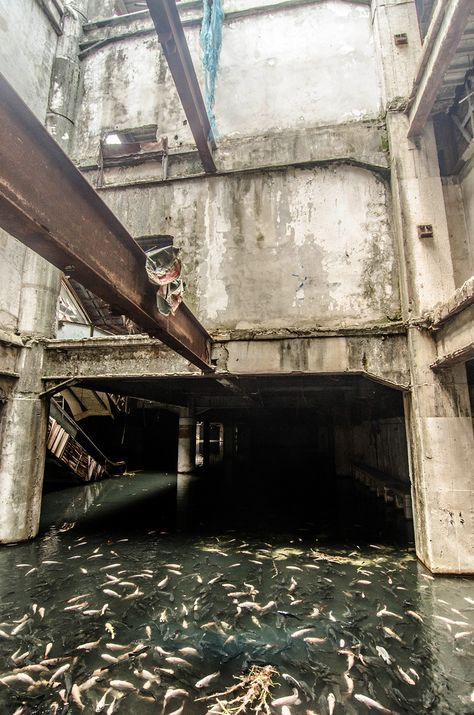 Abandoned Malls, Bangkok Shopping, Carpe Koi, Abandoned House, Centre Commercial, Koi Pond, Abandoned Buildings, Abandoned Houses, Ghost Towns