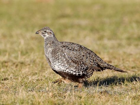 Sage Grouse, Interesting Birds, Amazing Birds, Branding Inspo, Head And Neck, The Birds, Mammals, Birds, Branding