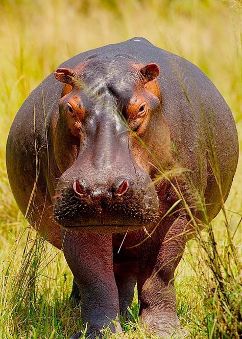 Animals, Walking, Hippopotamus