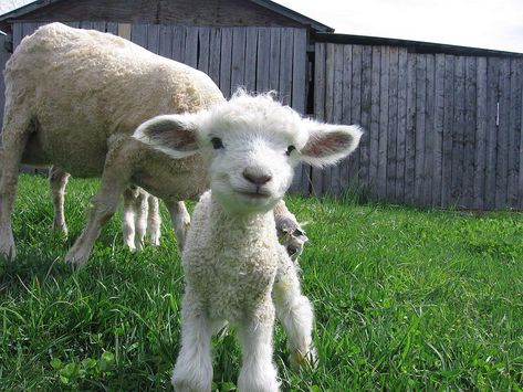 Leicester Longwool sheep Cute Lambs, Starověký Egypt, Funny Sheep, Cute Lamb, Baby Sheep, Cute Goats, Baby Lamb, Sheep And Lamb, Cute Sheep