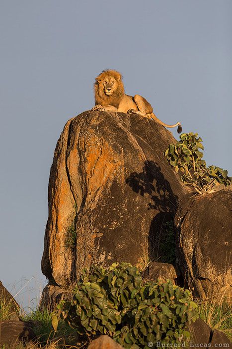 The Lion King Lion And Lioness, Male Lion, Cheetahs, A Lion, African Animals, Beautiful Cats, 귀여운 동물, Lion King, Big Cats