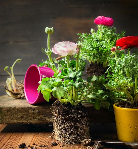 Your Guide to Ranunculus Care And Maintenance - Gardenerdy Growing Ranunculus In Pots, Potted Ranunculus, Ranunculus In Pots, Arizona Gardens, Ranunculus Wedding Bouquet, Ranunculus Arrangement, Ranunculus Garden, Ornamental Garden, Orange Ranunculus