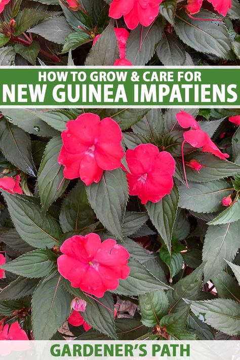 Sun Impatiens Flowers, New Guinea Impatiens Planters, Impatients Flowers, Double Impatiens, New Guinea Impatiens, Impatiens Flowers, Impatiens Plant, Hidden Lake, Overwintering