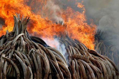 Member states of the U.N. Convention on International Trade in Endangered Species (CITES) are not meeting until September, but some African countries have already drawn their battle lines on divisive issues such as the ivory trade. Ivory Trade, Pictures Of The Week, African Countries, Photo Puzzle, Endangered Species, Image Frame, Nairobi, Photographic Prints, Kenya