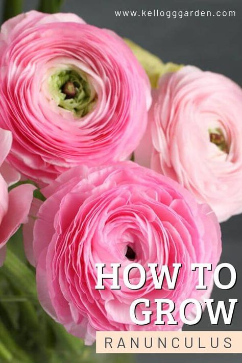 Growing Ranunculus: Best Way To Plant Bulbs | Kellogg Garden Organics™ Growing Ranunculus, Ranunculus Garden, Ranunculus Bouquet, Funny Vine, Plant Bulbs, Table Garden, Ranunculus Flowers, Cut Flower Garden, Garden Bar