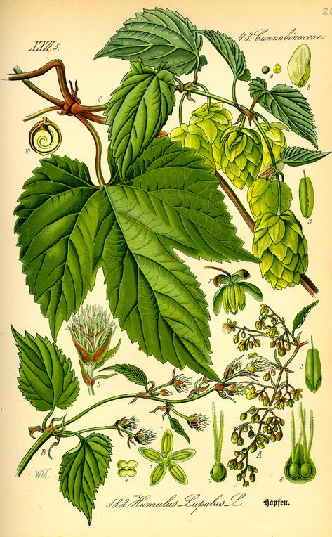 Humulus Lupulus - Hops are the female flowers (also called seed cones or strobiles) of the hop plant, Humulus lupus. They are used primarily as a flavoring and stability agent in beer, to which they impart a bitter, tangy flavor, though hops are also used for various purposes in other beverages and herbal medicine. Botany Books, Hops Plant, Humulus Lupulus, Beer Hops, Illustration Botanique, Vintage Botanical Prints, Botanical Beauty, Scientific Illustration, Botanical Drawings