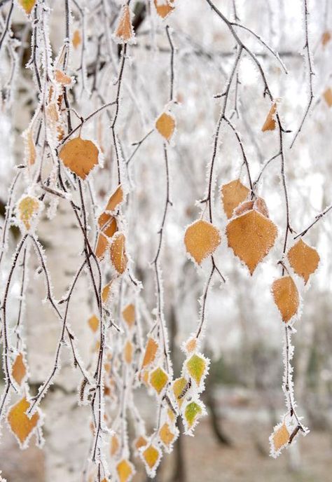 Birch Trees Garden, Birch Tree Leaves, Palm Tree Drawing, Alan Titchmarsh, Tree Tattoo Designs, Birch Branches, Flower Garden Design, Aspen Trees, Silver Birch