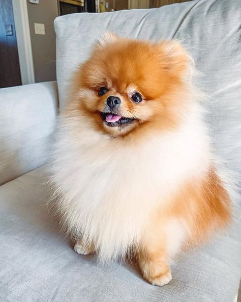 White Teacup Pomeranian, Cupcake Pumpkin, Micro Pomeranian, Pomeranian Teacup, Teddy Bear Pomeranian, Toy Pom, Pomeranian For Sale, Labrador Puppies For Sale, Puppy Pomeranian