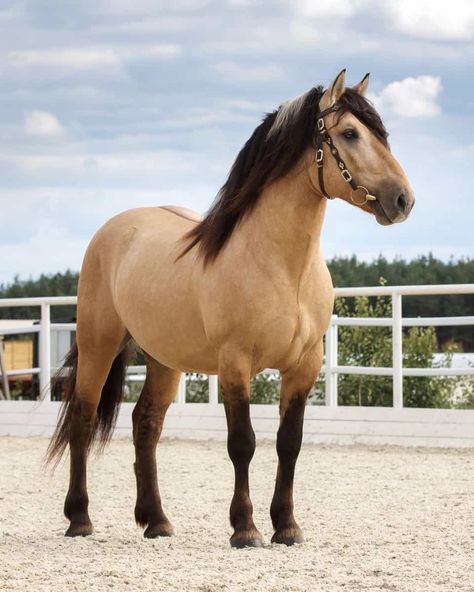 Brown Mustang Horse, Buckskin Roan Horse, Light Bay Horse, Horses Buckskin, Buckskin Horses, Buckskin Horse, Horse Coat Colors, Spirit Horse, Mustang Horse