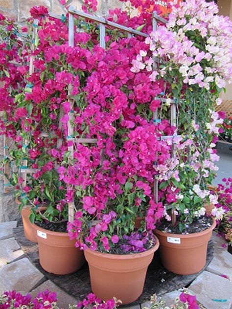 How to Grow and Care for the Bougainvillea Plant in Containers Bougainvillea In A Pot, Trellis For Bougainvillea, Bouganvilla Pergola, Growing Bouganvilla In Pots, Bougainvillea On Fence, Bougainvillea Fence, Bougenville Flowers, Potted Bougainvillea, Bougainvillea Trellis