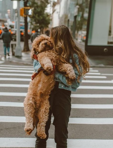 The Best Pet For Your Zodiac Sign - Society19 Miniature Goldendoodle, Mini Goldendoodles, Nyc Lifestyle, Golden Doodles, Mini Goldendoodle, Goldendoodle Puppy, Cute Dogs And Puppies, Cane Corso, Labradoodle