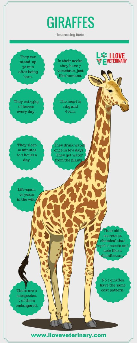 Giraffes Veterinary Infographics, Fun Facts About Giraffes, Zoo Activities Preschool, Giraffe Quotes, South African Animals, Giraffe Facts, Giraffes Cant Dance, Giraffe Photos, Zoo Activities