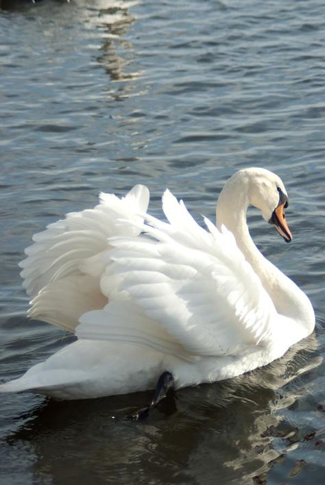 White Swan, Floating, Swimming, Water, White