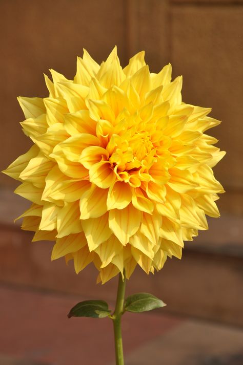 Beautiful!! Trendy Flowers, Dahlia Flower, Summer Beauty, Yellow Flower, Birthday Flowers, Mellow Yellow, Flowers Nature, Amazing Flowers, Love Flowers