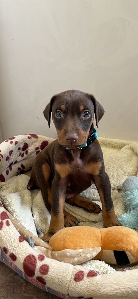 #dobermanpinscher #dobermanpuppy #browndoberman #reddoberman #puppy #dogbaby #aesthetic Brown Doberman Puppy, Manifesting A Baby, European Doberman Pinscher, Brown Doberman, European Doberman, Doberman Puppy, Dream Dog, Doberman Pinscher, Baby Dogs