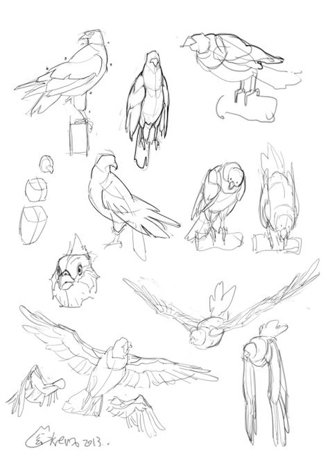 Study by Krenz @ http://cushart.deviantart.com/art/study-by-Krenz-417688926 Bird Poses Drawing, Bird Study Sketch, Bird Art Tutorial, Bird Drawings Reference, Bird On Shoulder Reference, Bird Wing Tutorial, Bird Anatomy Drawing Study, Holding Bird Reference Drawing, Bird On Arm Pose