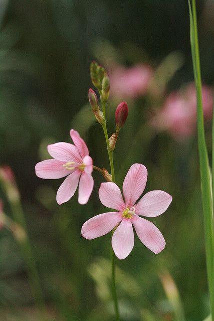 Ixia splendida - Afrikaanse korenlelie (Meerjarig bolgewas uit Zuid-Afrika. 50-70 cm. Apr-jun. Niet winterhard. Droge bodem. Beschutte, warme, zonnige plek met goed doorlatende zandgrond. Plant de bollen op 5cm diepte en graaft ze terug uit bij de eerste vorst. Kan ook uitstekend in een pot staan.) Western Cape, Little Flowers, Ceramic Pot, Flower Images, Flowers Nature, Flower Photos, Flower Pictures, Amazing Flowers, Love Flowers