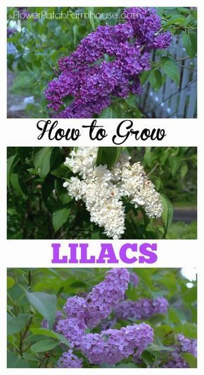 How to Grow Lilacs. Read and the tips and tricks I have found that work for me to get sweet smelling blooms every year! #GardenIdeas Lilac Bushes, Garden Shrubs, Have Inspiration, Fragrant Flowers, Cool Ideas, Garden Cottage, Lawn And Garden, Dream Garden, Wisteria