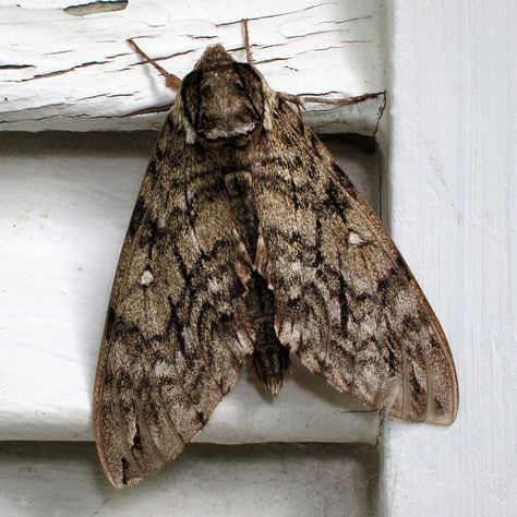 Brown moth Brown Moth, Butterfly Museum, Sphinx Moth, Textiles Sketchbook, A Level Textiles, Heart Exploding, Cool Insects, Porch Light, Moth Tattoo