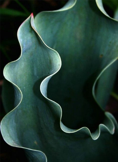 Wavy Lines, Cactus Y Suculentas, Natural Forms, Patterns In Nature, Color Textures, Arabesque, Plant Life, Organic Shapes, Textures Patterns