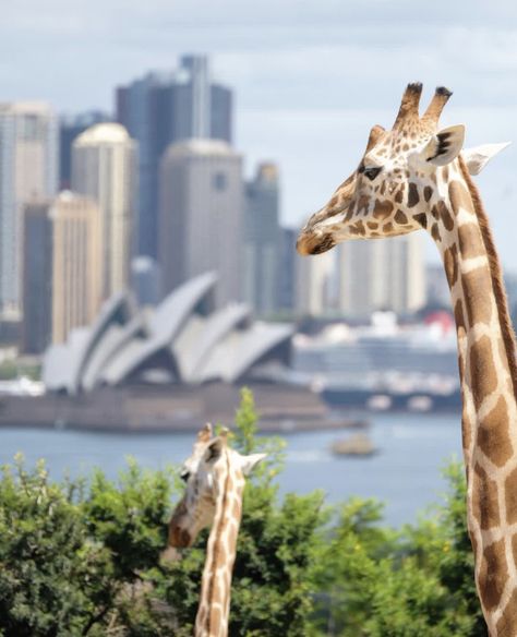 Taronga Zoo Zoo Australia, Safari Logo, Sydney Australia Travel, Things To Do In Sydney, Victoria Building, Manly Beach, Darling Harbour, Golden Beach, The Blue Mountains