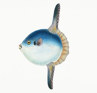 Short Sun-fish (Tetrodon Mola) illustration from The Natur… | Flickr Sun Fish, Mola Mola, Sun Drawing, Sea Quilt, Duck Art, Free Illustration Images, Fish Illustration, Plant Drawing, Scientific Illustration