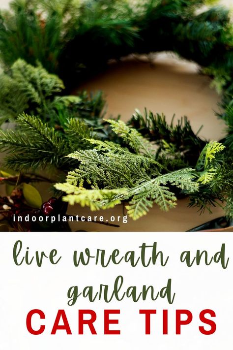 Learn how to care for live greenery like wreaths and garlands with these live wreath plant care tips for the holidays. With these tricks, you can keep your live wreaths and garlands alive all season long. #indoorgardening #christmas #holiday Live Christmas Wreaths Diy, Diy Live Wreath Christmas, Live Wreaths Christmas, Live Wreaths, Live Christmas Wreaths, Real Christmas Wreaths, Live Wreath, Queen Energy, Fresh Christmas Wreath