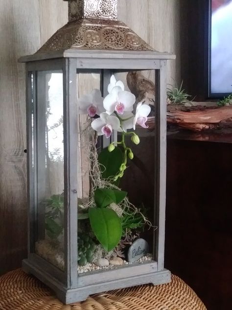 Moth Garden, Orchids And Succulents, Lantern Terrarium, Houseplants Decor, Old Lanterns, Lantern Ideas, Plant Projects, Terrarium Diy, Entrance Decor