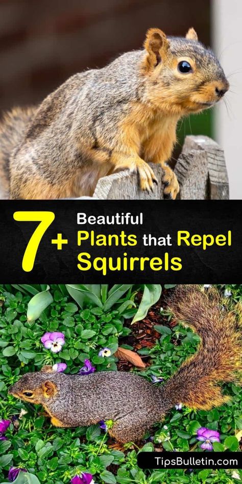 7+ Beautiful Plants that Repel Squirrels Repel Squirrels, Squirrel Proof Garden, Squirrel Repellant, Squirrel Repellent, Get Rid Of Squirrels, Squirrel Proof Bird Feeders, Peppermint Plants, Hyacinth Flowers, Crocus Bulbs