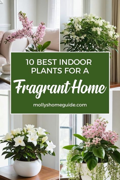 Explore a variety of fragrant indoor plants that can elevate the ambiance of your home. Discover the best indoor plants that not only look beautiful but also smell amazing. Add a touch of nature to your space with scent-sational fragrant plants, including herbs that will make your house smell great. Create a divinely fragrant home by incorporating these indoor plants with natural scents into your decor. Choose the best smelling indoor plants to enjoy their heavenly aromas all year round. Flowers Inside House, Indoor Plants That Smell Good, Flowering House Plants Indoor, Indoor Plant Room Ideas, Plants In Baskets Indoor, Indoor Plants Decor Living Room Ideas, Beginner Plants Indoor, Plants In Living Room Ideas, Plants On Shelf