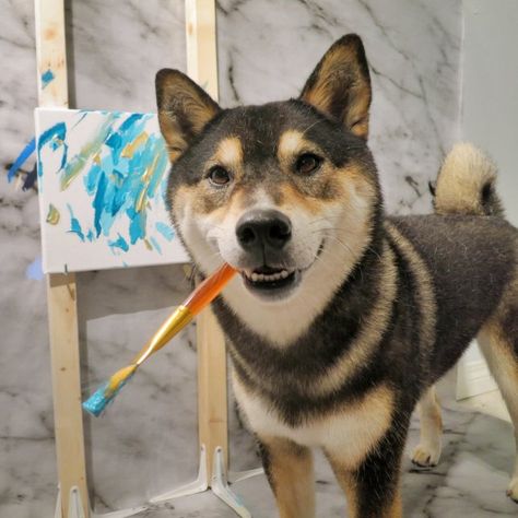 Hunter the Shiba is a professional painter who makes thousands from his masterpieces | Metro News Professional Painters, Shiba Inu, A Dog, Cool Words, Husky, Animal Lover, Funny Animals, Painter, Cute Animals