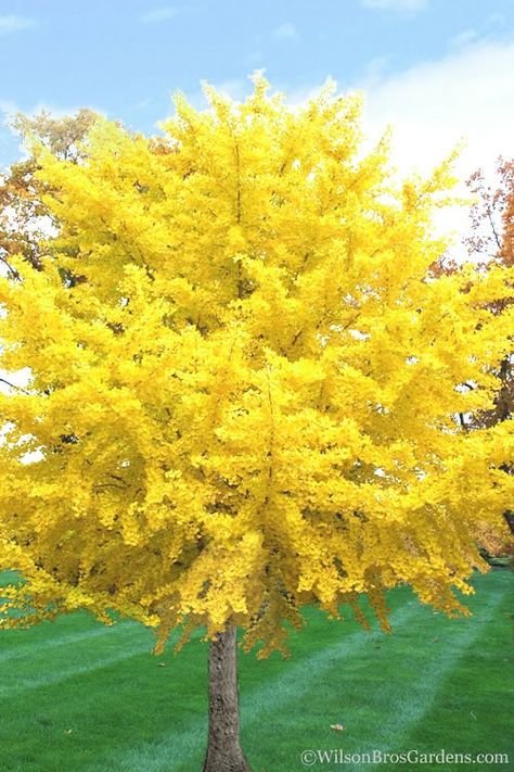 Gingko Biloba Tree, Ginkgo Biloba Tree, Maidenhair Tree, Gingko Biloba, Tree Growth, Ginkgo Tree, Live Tree, Ginkgo Biloba, Unique Trees