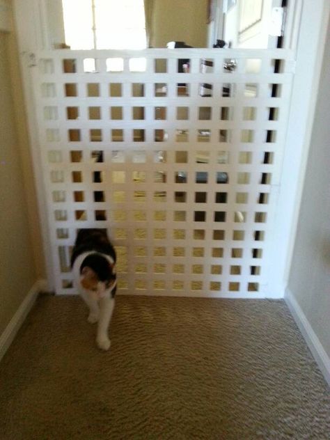 Diy Pet Gate With Cat Door, Diy Cat Door In Door, Diy Cat Gates Indoor, Cat Door Diy, Dogs Hacks, Teacup Morkie, Outdoor Cat Run, Cats Room, Cabin Projects