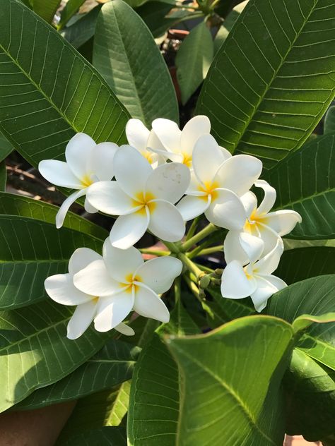 Pianese Flower, Plumeria Flowers Aesthetic, Frangipani Flower, Summer Nature Photography, Flowers Instagram, Plumeria Flowers, Sunflower Wallpaper, Nothing But Flowers, Flower Therapy