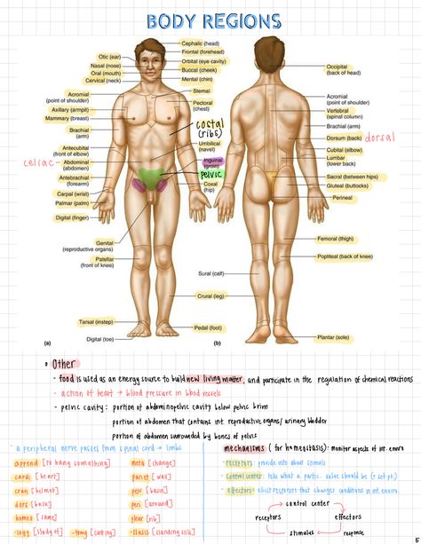 [09.18.16] anatomy ch.1 notes! mini test tmrw and its 10:30 pm right now and i havent even started the 3 assignments for math :o {20/100 days of productivity} Body Muscle Anatomy, Medical Terminology Study, 100 Days Of Productivity, Mcat Study, Nursing School Essential, Medicine Notes, Basic Anatomy And Physiology, Nurse Study Notes, Medical Student Study