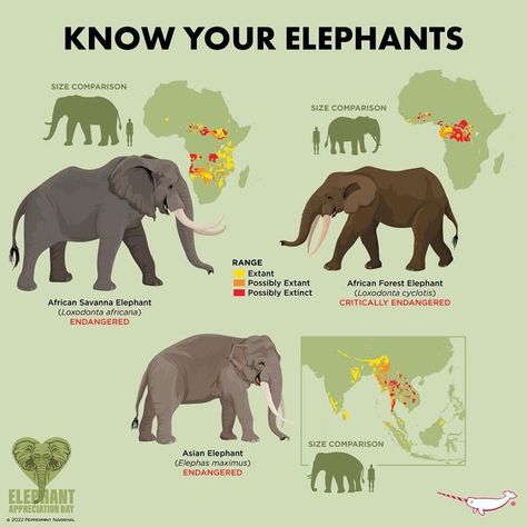 Herbivores Animals, Elephant Anatomy, Types Of Elephants, Peppermint Narwhal, Elephant Information, Asian Animals, Forest Elephant, Asiatic Elephant, African Forest